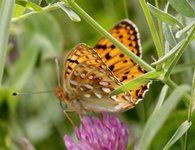 Aglajaperlemorvinge (Argynnis aglaja)