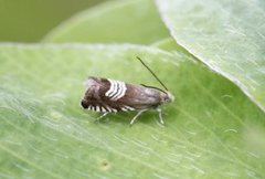 Triple-stripe Piercer (Grapholita compositella)