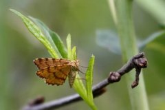 Rannoch Looper (Macaria brunneata)