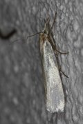 Yellow Satin Veneer (Crambus perlella)