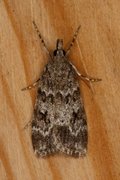 Junimosemott (Scoparia ambigualis)