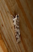 Common Grey (Scoparia ambigualis)