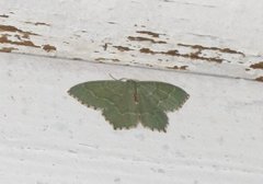 Common Emerald (Hemithea aestivaria)