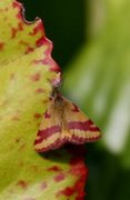 Purpurmåler (Lythria cruentaria)