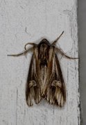 Tannet perikumfly (Actinotia polyodon)