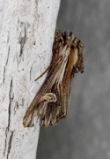 Purple Cloud (Actinotia polyodon)