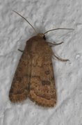 The Uncertain (Hoplodrina octogenaria)