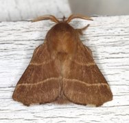 The Lackey (Malacosoma neustria)