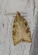 Yellow Oak Button (Aleimma loeflingiana)