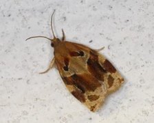 Variegated Golden Tortrix (Archips xylosteana)