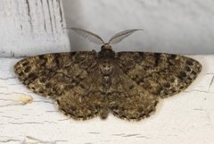 Satin Beauty (Deileptenia ribeata)