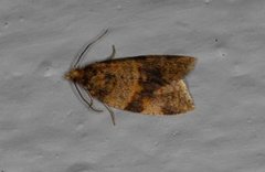 Brown-barred Tortrix (Epagoge grotiana)