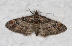 Double-striped Pug (Gymnoscelis rufifasciata)