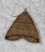 Small Fan-foot (Herminia grisealis)