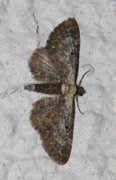 Burotdvergmåler (Eupithecia succenturiata)