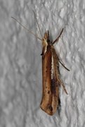White-shouldered Smudge (Ypsolopha parenthesella)
