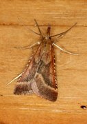 Long-legged Tabby (Synaphe punctalis)
