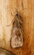 Great Marble (Pseudosciaphila branderiana)