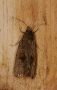Great Marble (Pseudosciaphila branderiana)
