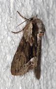 The Saxon (Hyppa rectilinea)