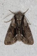 The Saxon (Hyppa rectilinea)