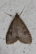 Dusky Pearl (Udea prunalis)