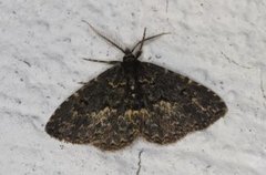Waved Black (Parascotia fuliginaria)