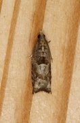 Common Birch Bell (Epinotia immundana)