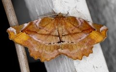 Fagermåler (Apeira syringaria)