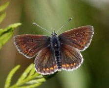 Mountain Argus (Aricia artaxerxes)