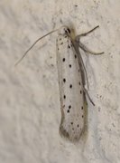 Orchard Ermine (Yponomeuta padella)