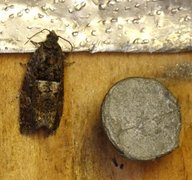 Diamond-back Marble (Eudemis profundana)