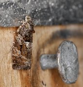 Diamond-back Marble (Eudemis profundana)