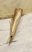 Pearl Veneer (Agriphila straminella)