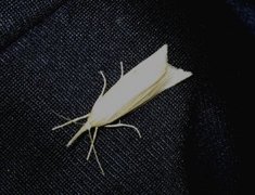Wainscot Veneer (Chilo phragmitella)