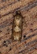 Spruce Bud Moth (Zeiraphera ratzeburgiana)