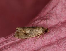 Spruce Bud Moth (Zeiraphera ratzeburgiana)