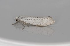 Bird-cherry Ermine (Yponomeuta evonymella)