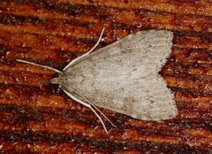 Dusky Pearl (Udea prunalis)