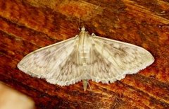 Mother of Pearl (Patania ruralis)
