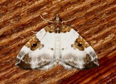 Blue-bordered Carpet (Plemyria rubiginata)