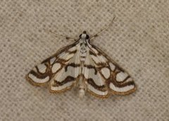 Beautiful China-mark (Nymphula nitidulata)
