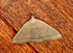 The Fan-foot (Herminia tarsipennalis)