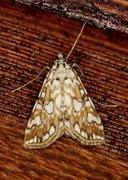 Brown China-mark (Elophila nymphaeata)