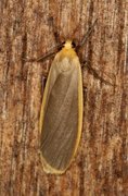 Buff Footman (Eilema depressa)