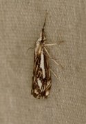 Chequered Grass-veneer (Catoptria falsella)