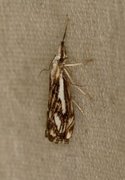 Klippenebbmott (Catoptria falsella)