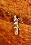 Oreblomstmøll (Argyresthia goedartella)