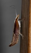 Honeysuckle Moth (Ypsolopha dentella)