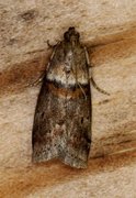 Rognesmalmott (Acrobasis advenella)